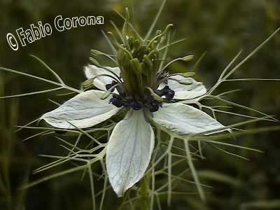 Nigella damascena / Damigella scapigliata